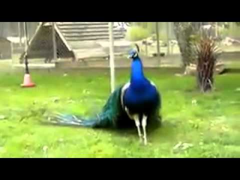 Good Morning Mp3 Free Download