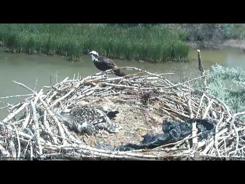 7/15/16 Osprey chick "pancakes" when Mom chases intruder - Boulder County Osprey Cam
