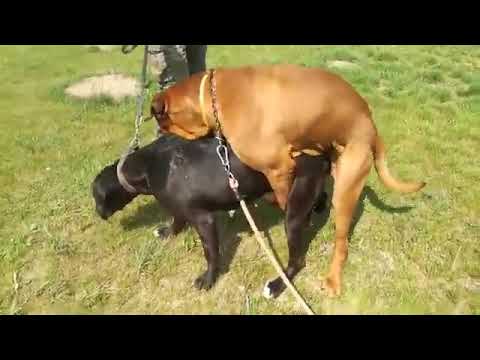 perros teniendo S€xo en la vía pública