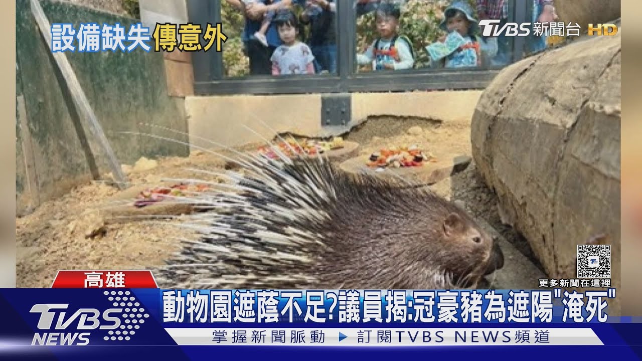 壽山動物園遮蔭不足！議員揭冠豪豬「為遮陽被淹死」園方反駁