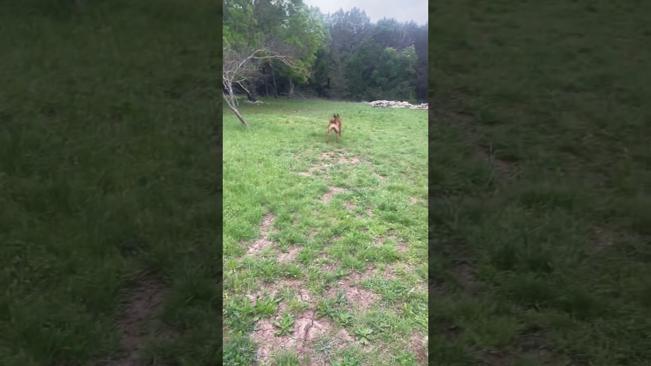 They Help With Everything #belgianmalinois #malinoislovers #dogobedience #dogtraining