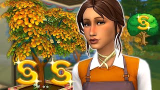 How much money can you make from the money tree? //Sims 4 money tree