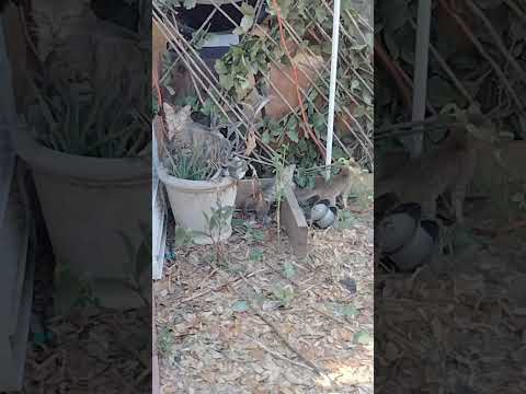 Mama Tiny and Babies Tony and Joni