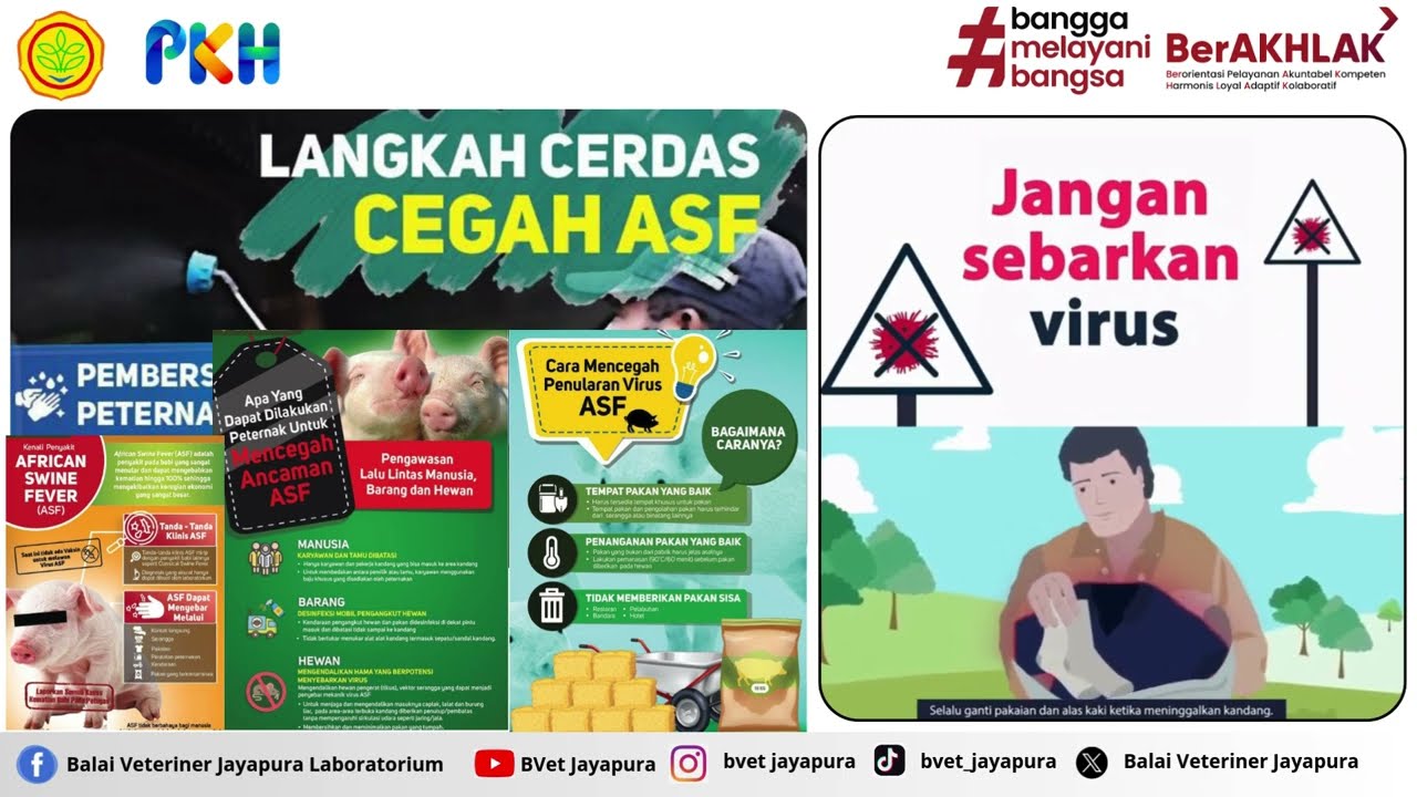 Demam Babi Afrika  ASF  merupakan Ancaman Serius terhadap Industri Peternakan Babi