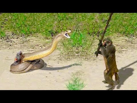 20 Veces Que Los Monos Se Metieron Con El Enemigo Equivocado