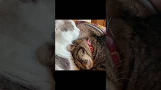 🇯🇵1 猫屋敷の一日 A day of a cat castle #shorts