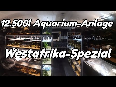 12.500l Kunden-Aquarium-Anlage | Westafrika-Spezial und Südamerika