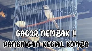 Download lagu Masteran Kecial Kombo Cucak Kombo !! Gacor NEMBAK !! mp3