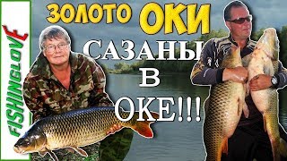 Ловля сазана на реке ока