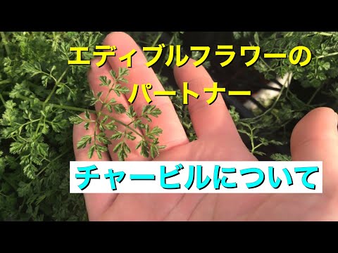 園芸 栽培チャービル、コモンチャービル