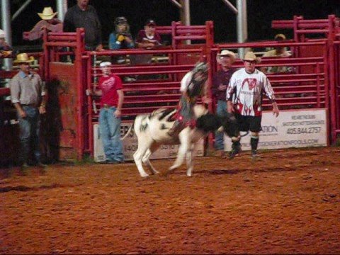 Jr. Rodeo calf, steer, and bullriding!