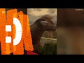 Funny Talking Goat