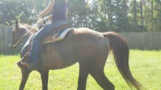 preview picture of video 'Lanie under saddle'