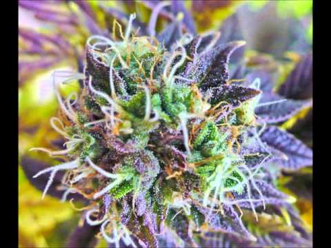 Lurch Marley - Like 2 Smoke ft H. Tymez