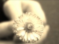 DESERT NIGHT KAYHAN KALHOR.wmv 