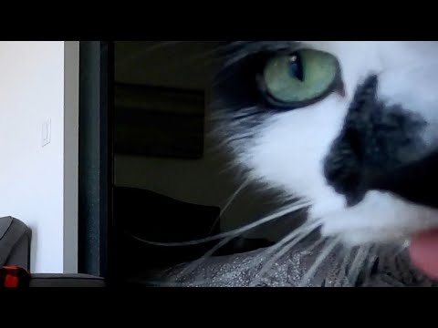 Talking cat says, HELLO?! - YouTube