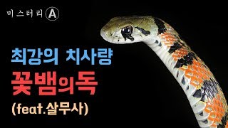 Download lagu 최강의 치사량 꽃뱀의 독 / 한국의 독사 유혈목이 mp3