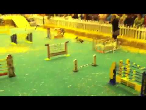 Rabbit Agility competition