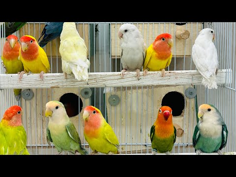 Lovebirds enhance long singing sounds