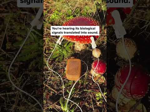 We came across this Amanita muscaria at Salishan Coastal Lodge in Oregon and just had to listen to