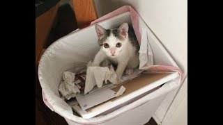 Woman Heard Strange Sounds Coming From A Bush  When She Shone Her Ligh