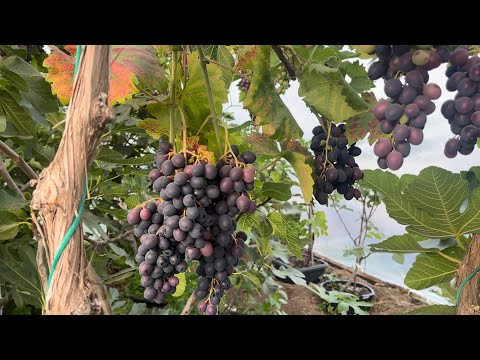 Black Hamburg Grapes