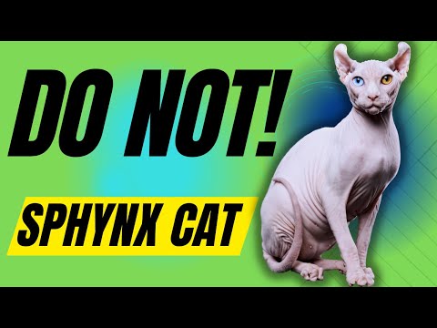 7 Reasons You Should NOT Get a Sphynx Cat