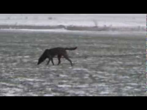 Mitica Moldovan & Jutta vd Utadreef in tracking for IPO 1