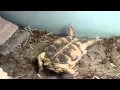 What to do when your tortoise falls on its back ...