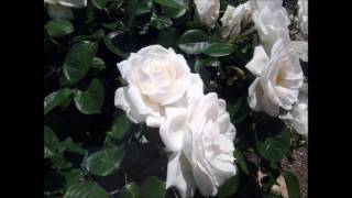 Download lagu エルガー＿愛のあいさつ mp3