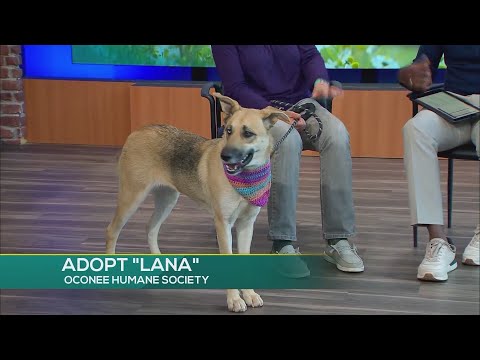 FURRY FRIEND FRIDAY OCONEE HUMANE 11 13 - YouTube