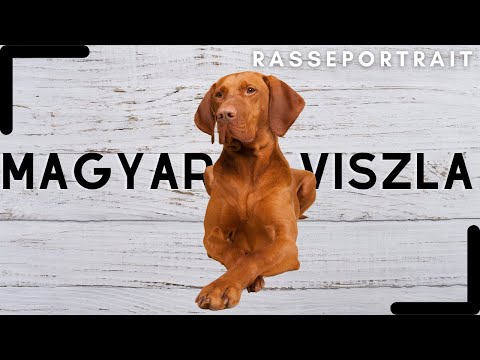 MAGYAR Vizsla - Geschichte, Charakter & Haltung [Rassecheck]