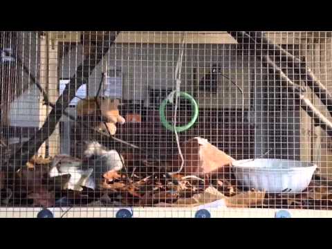 Pepina playing / DIY squirrel cage