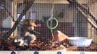 Pepina playing / DIY squirrel cage