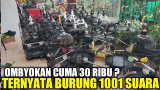 Download lagu RARELY KNOW! THIS BIRD IS ONLY 30 THOUSAND TP KL 9 ... mp3