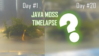 Download lagu HOW FAST DOES JAVA MOSS GROW? time lapse/care guide mp3