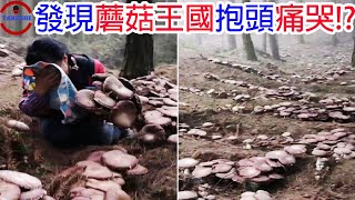 [東方] 霧雨魔理莎 現實算採菌人嗎 