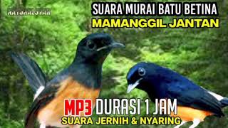 Download lagu Mp3 murai batu betina gacor || Suara pikat murai batu paling ampuh mp3