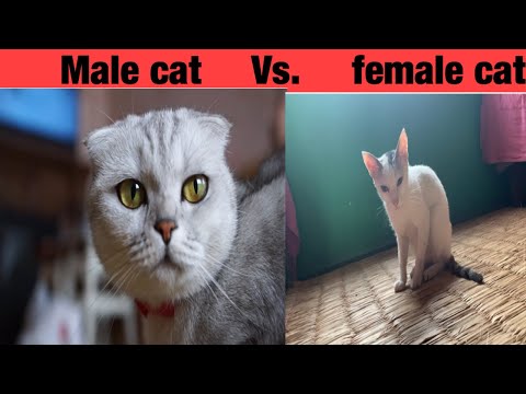 Which cat is better to adopt a male or female cat? Difference between male and  Female cat.