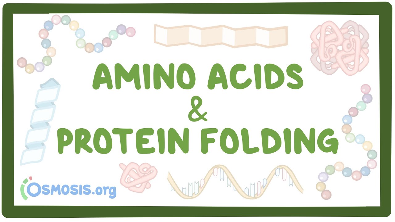 Amino acids and protein folding