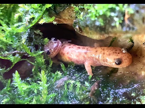 イワキサンショウウオ　Iwaki salamander　Hynobius sengokui