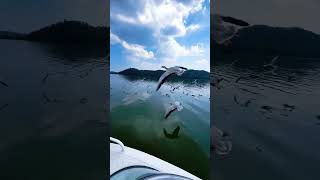 wow what a great day #shortsfeed #shortvideo #short #youtube #cruise #vlogger #wowvideos #vlog