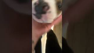 American Staffordshire Terrier Puppies Videos