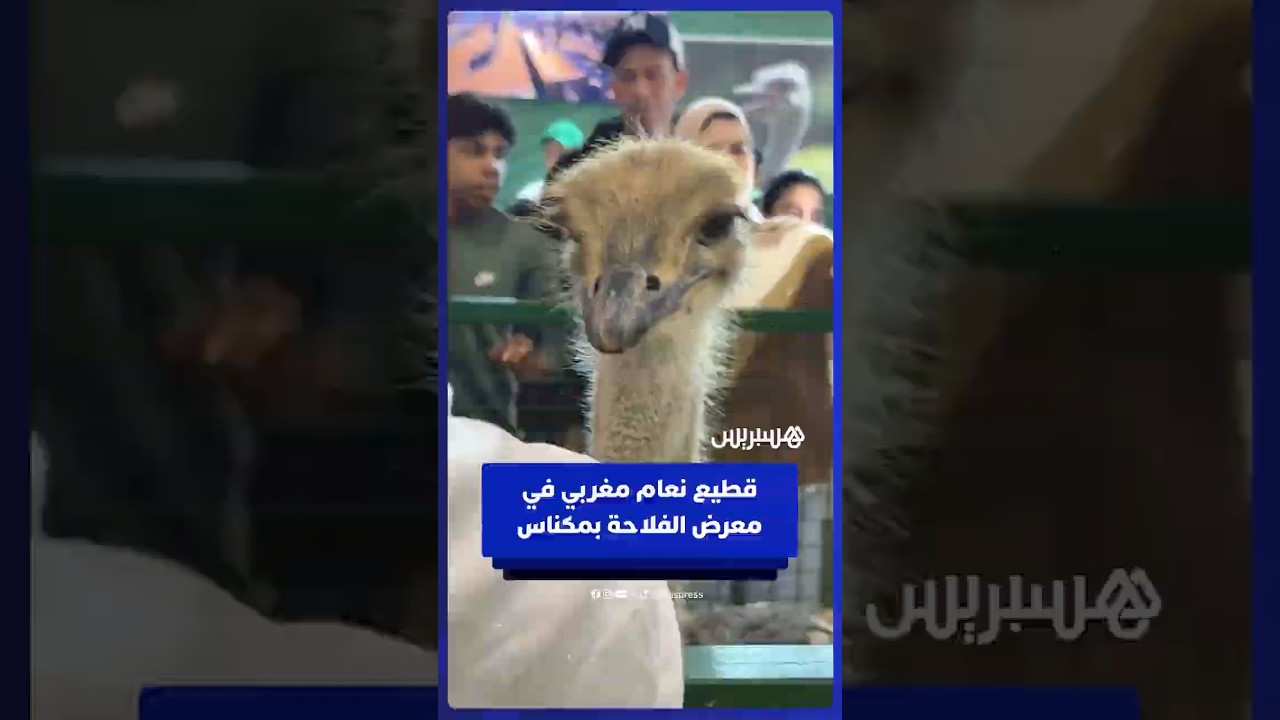 قطيع نعام مغربي في معرض الفلاحة بمكناس thumbnail