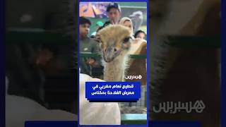 قطيع نعام مغربي في معرض الفلاحة بمكناس thumbnail
