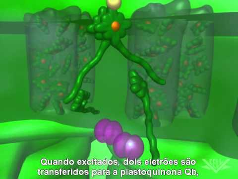 Fotossíntese - Fase fotoquímica