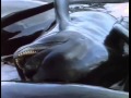64. Одиссея Жак-Ив Кусто, «Киты и дельфины» Jacques-Yves Cousteau 