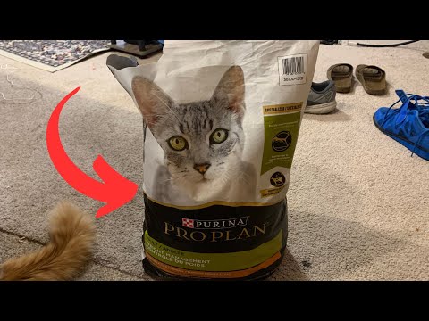 Everything to Know About Purina Pro Plan Cat Food