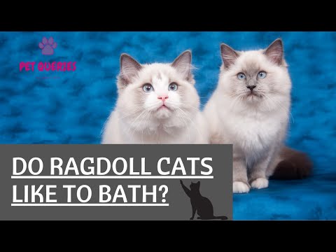 Do ragdoll cats like to bath? | Do ragdoll cats need bath? | #petqueries