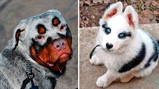 8 УДИВИТЕЛЬНЫХ СОБАК С НЕОБЫЧНЫМ ОКРАСОМ